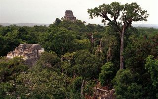 SELVA MAYA