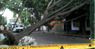 arbol