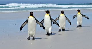 pinguinos