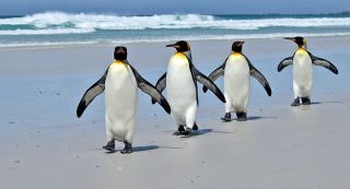 pinguinos