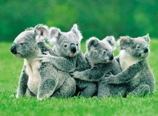 koalas