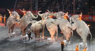 circo