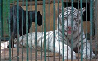 zoologico
