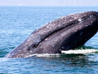 ballena gris-web