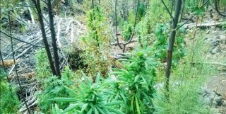narcoplantio