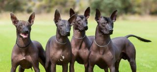 XOLOITZCUINTLE
