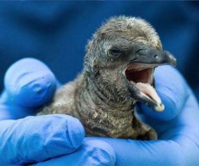 pinguino