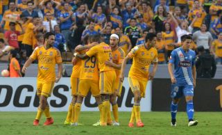 tigres