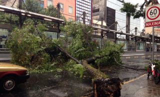 arbol insurgentes