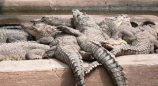 cocodrilos