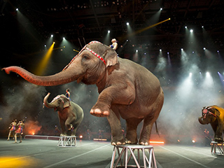 animales-circos