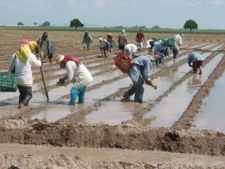 jornaleros