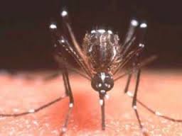 chikungunya