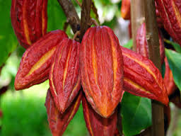 cacao