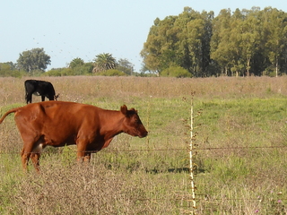 agropecuario