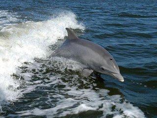 delfin