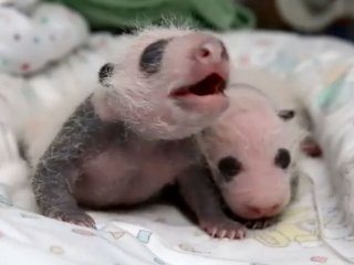 pandas
