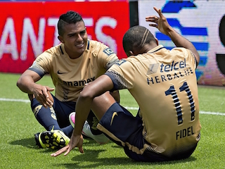 pumas