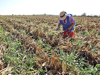 campo-web