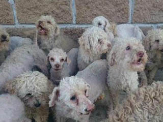 perros
