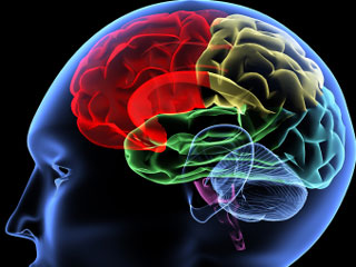 cerebro