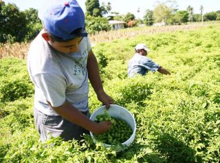 campesinos