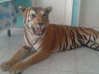 tigre