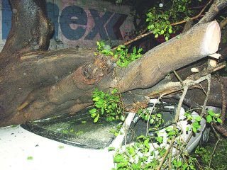 arbol