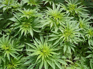 marihuana