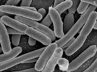 E.Coli