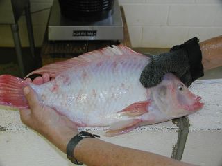 tilapia