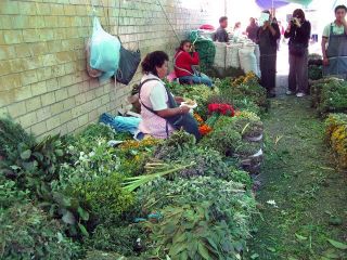medicina tradicional