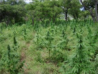 marihuana