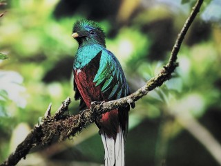 quetzal