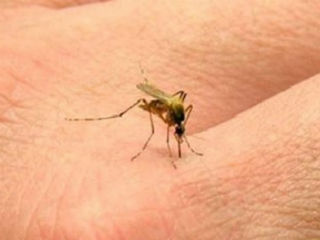 zika