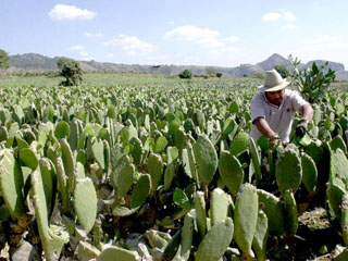 nopal