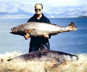 totoaba