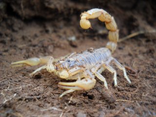 alacran