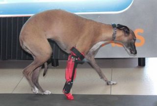 romina-protesis