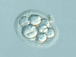 embrion