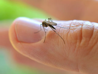 zika