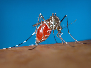 zika