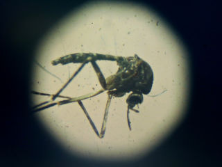 zika