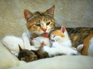 Gatos