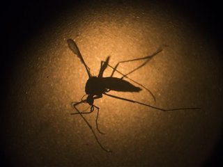 zika