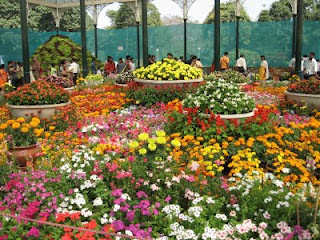 flores