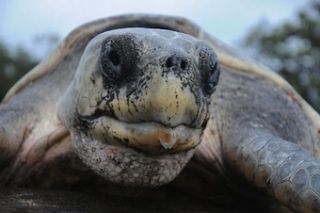 tortuga