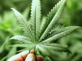 marihuana