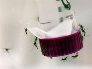zika