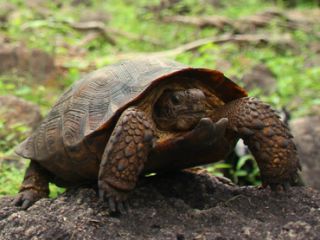 tortuga
